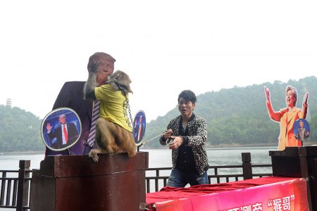 В Китае обезьяна-пророк, которая угадала победителя Евро-2016, указала на нового президента США