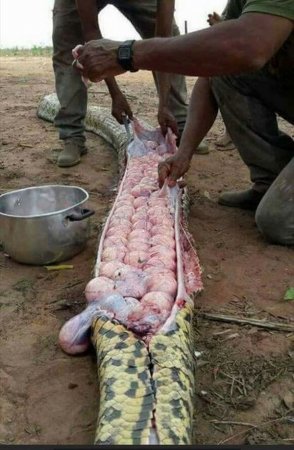 Жители села в Нигерии заподозрили огромного питона в убийстве домашних животных. То, что они увидели при вскрытии - шокирует. ФОТО