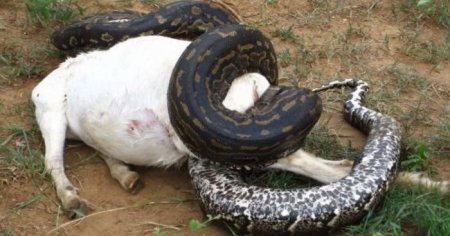 Жители села в Нигерии заподозрили огромного питона в убийстве домашних животных. То, что они увидели при вскрытии - шокирует. ФОТО