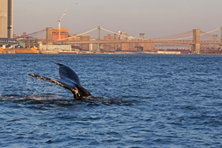 В залив возле Нью-Йорка заплыл горбатый кит