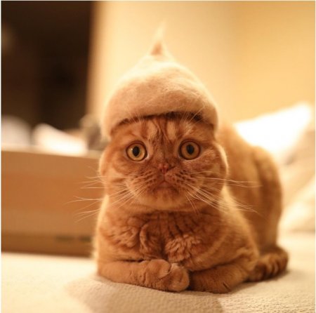 Японец делает для кошек шапочки из их шерсти. ФОТО