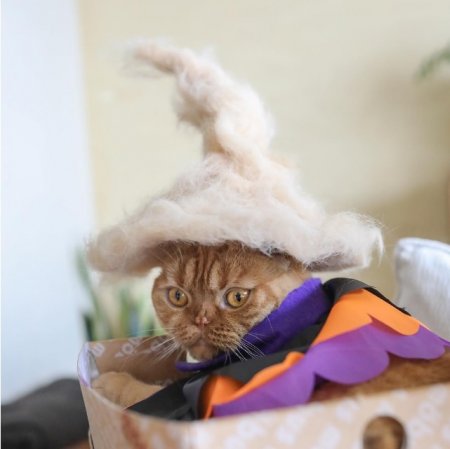Японец делает для кошек шапочки из их шерсти. ФОТО