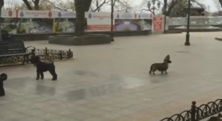 Сеть подорвало видео, на котором собаки поют гимн Одессы