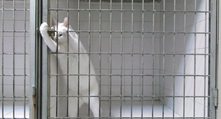 Настоящий побег из тюрьмы в исполнении кота. ВИДЕО