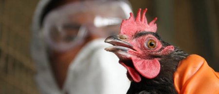 На Херсонщине зарегистрирован случай птичьего гриппа