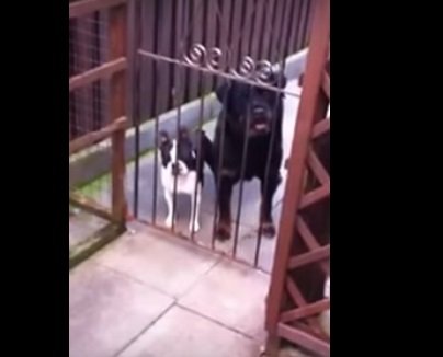 Ребята просто поздоровались с собаками, но такой реакции не ожидали: видео