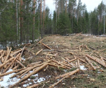 Депутаты на Житомирщине попались на причастности к краже леса