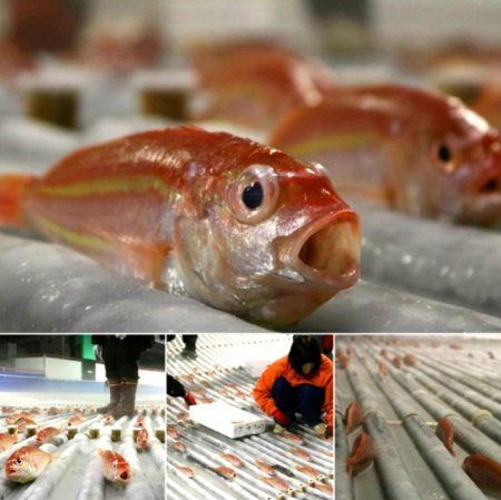 В Японии разгорелся скандал из-за ледового катка с мертвой рыбой. ФОТО