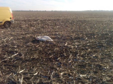 В Николаевской области от рук неизвестных погибли несколько десятков белых лебедей. ФОТО