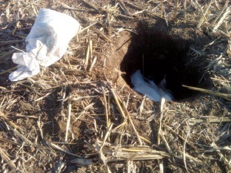 В Николаевской области от рук неизвестных погибли несколько десятков белых лебедей. ФОТО