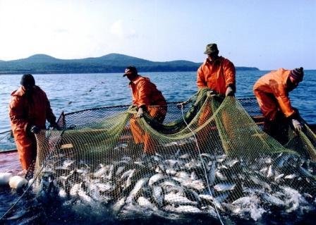 Эксперт: для восстановления экосистемы азовского моря необходимо запретить на 5 лет вылов рыбы