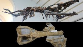 Китайские археологи нашли останки крокодилов которым более 3 тыс. лет‍