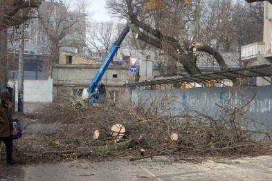 В Одессе неизвестные вырубили деревья в целом квартале