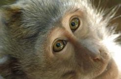 В японском зоопарке убили 57 обезьян так как у них был обнаружен ген "агрессивного чужеродного вида"
