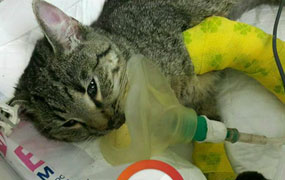 Ветеринары не смогли спасти кошку, которую хозяйка выбросила из окна в Киеве