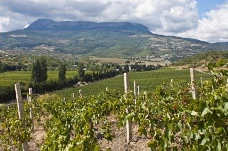 В оккупированном Крыму планируют начать строительство на месте виноградников Массандры