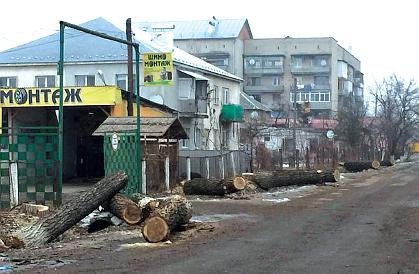 В Закарпатской Иршаве вырубили деревья по всему городу