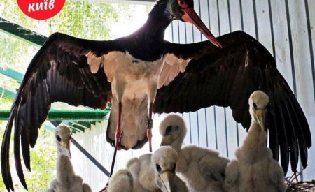 В зоопарке Киева у редкой птицы появились птенцы