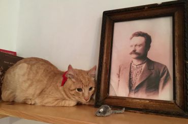 В музей Ивана Франко во Львове на службу приняли кота