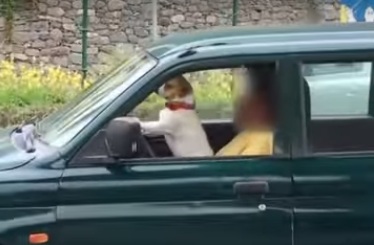 В Португалии автомобилист дал порулить своей собаке