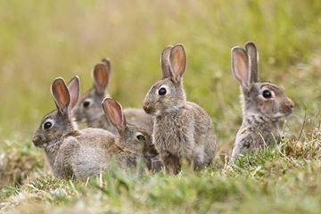 В Японии есть целый остров, заселённый одними только кроликами