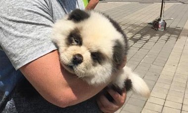 В России панда-модель для фото оказалась перекрашенным щенком