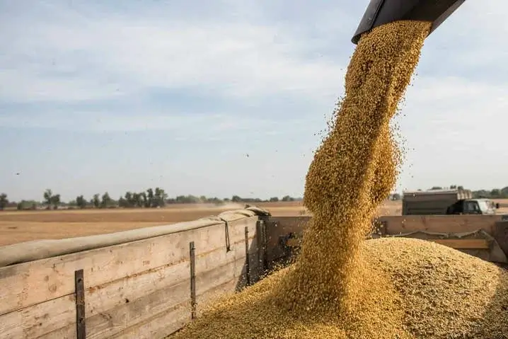 Так захопилися експортом зерна, що залишили країну без хліба