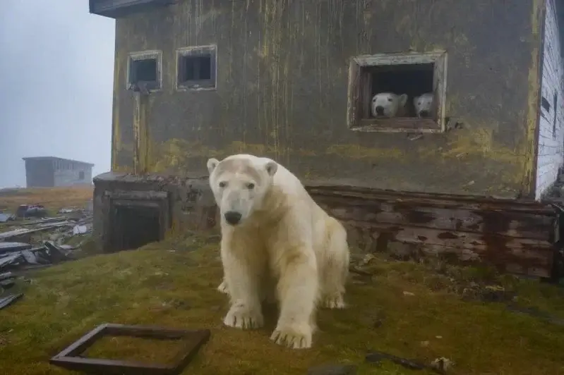 "Дачный сезон": полярные медведи поселились на заброшенной метеостанции