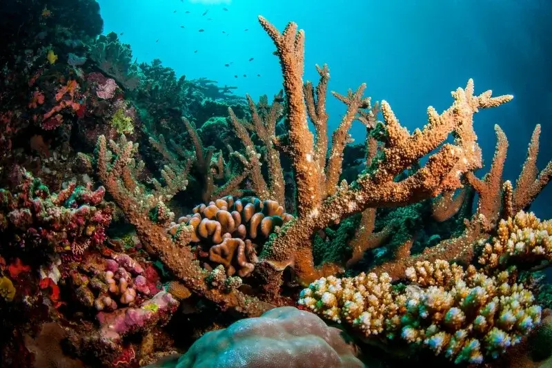 Знахідка живого рифу в «сутінковій зоні» океану дає надію морським екосистемам
