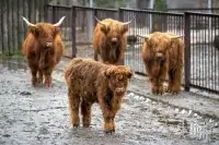 Маленькі мешканці Київського зоопарку ростуть і радують відвідувачів, попри війну