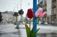 Віта Яковлєва: Війна. Харківські щоденники Як ми тут? Весна у нас