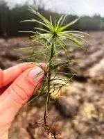 В Дарницком лесхозе за день высадили полторы тысячи сеянцев сосны