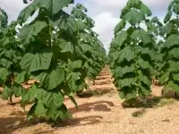 Міндовкілля затвердило перелік чужорідних видів дерев, заборонених для відтворення