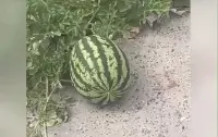 В центре Херсона сквозь разрушенный асфальт пророс и созрел арбуз