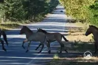 В Чернобыльском заповеднике произошло редкое явление – его заметили ученые
