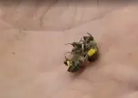 Госпродслужба запустит объявление для пчеловодов, чтобы предотвратить гибель пчел