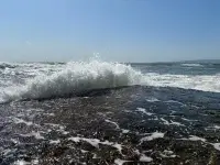 От загрязнения мазутом после аварии российских танкеров продолжают гибнуть птицы и дельфины